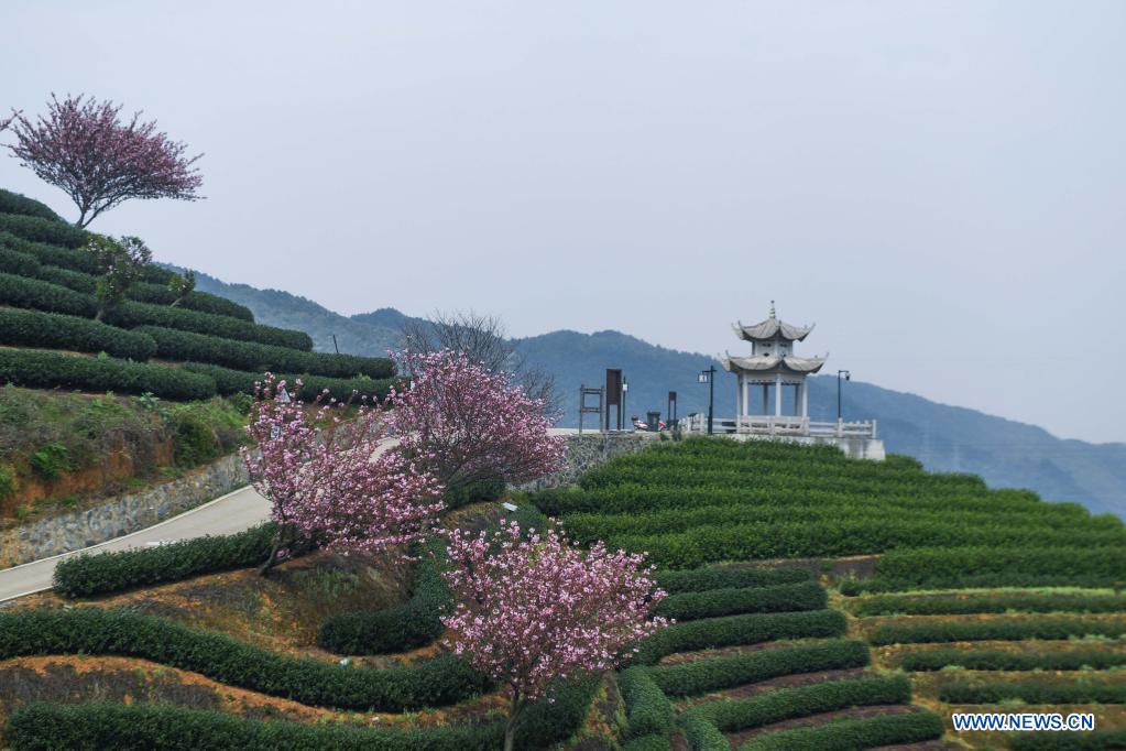 Cherry blossoms seen in tea garden in Hangzhou