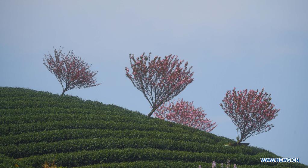 Cherry blossoms seen in tea garden in Hangzhou
