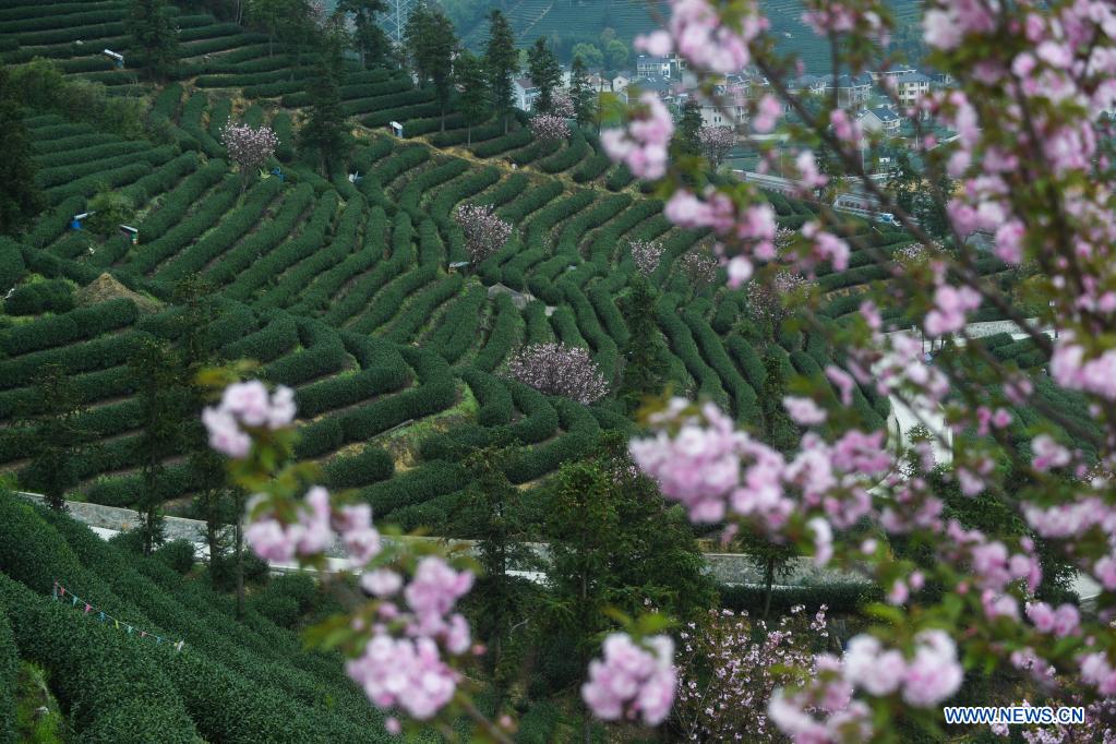 Cherry blossoms seen in tea garden in Hangzhou
