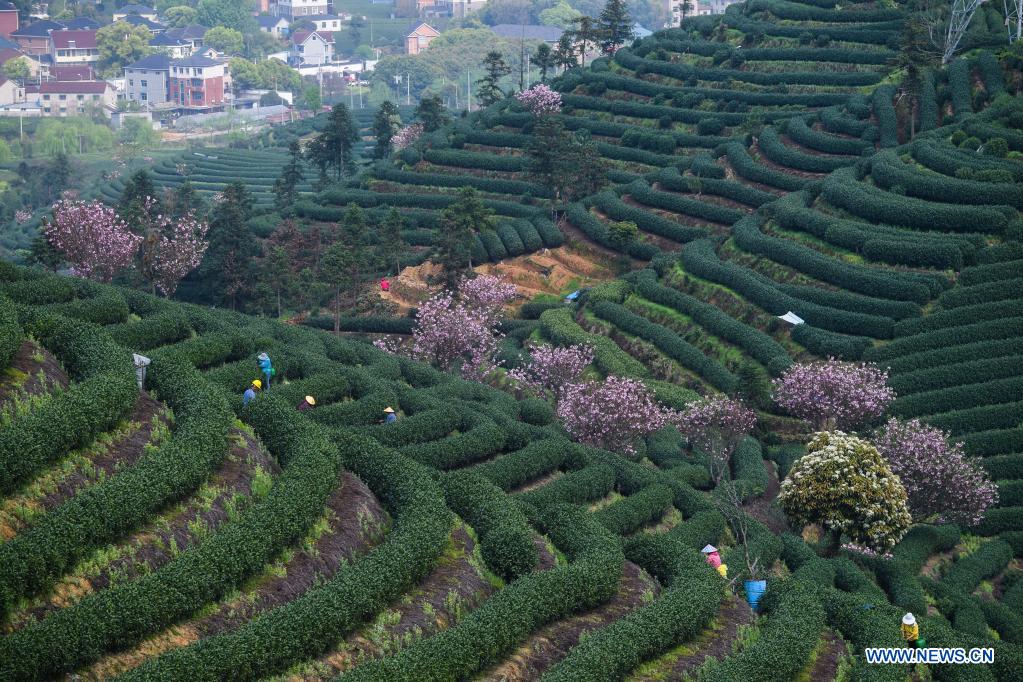 Cherry blossoms seen in tea garden in Hangzhou