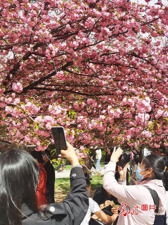 Qinglong Temple in Xi'an: blooming cherry blossoms attract visiters