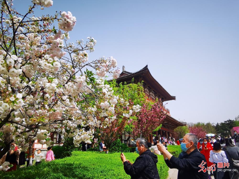 Qinglong Temple in Xi'an: blooming cherry blossoms attract visiters