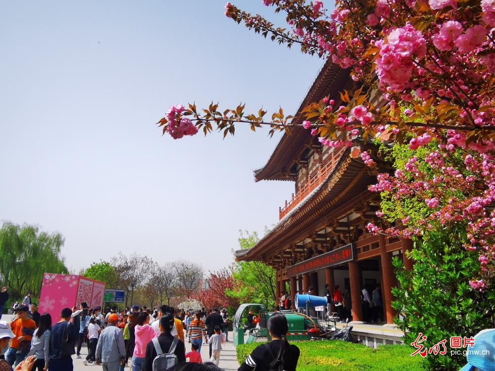 Qinglong Temple in Xi'an: blooming cherry blossoms attract visiters