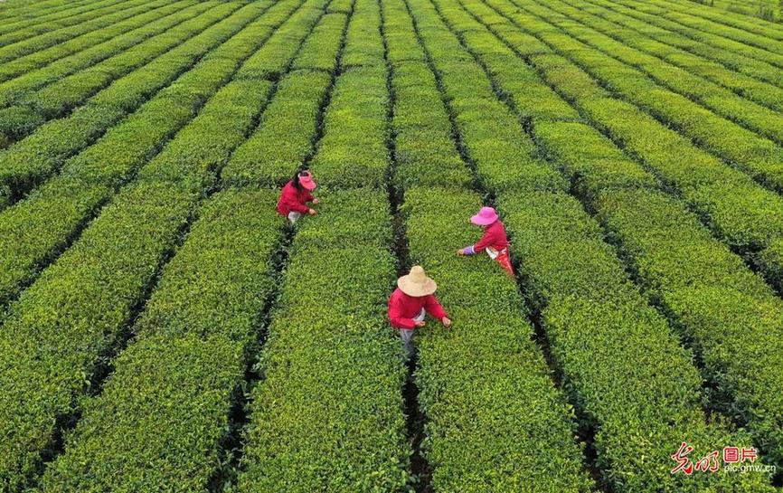 Jiangxi Taihe: spring tea picking