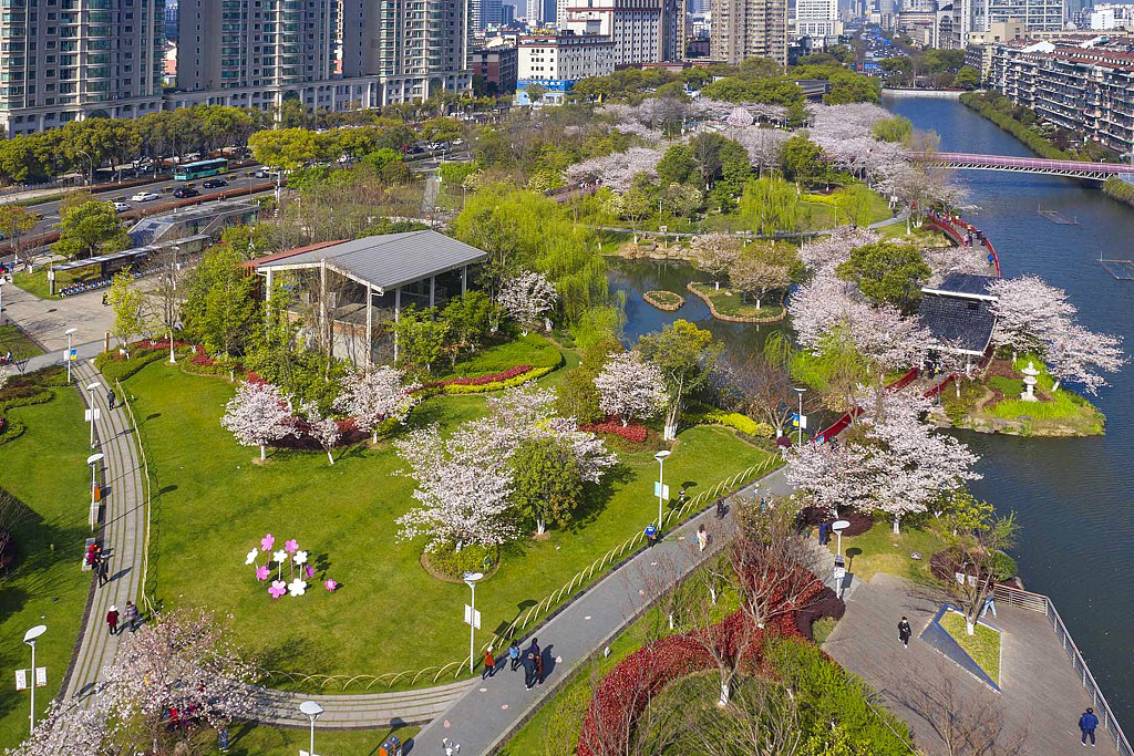 Cherry trees resemble pink clouds in Ningbo