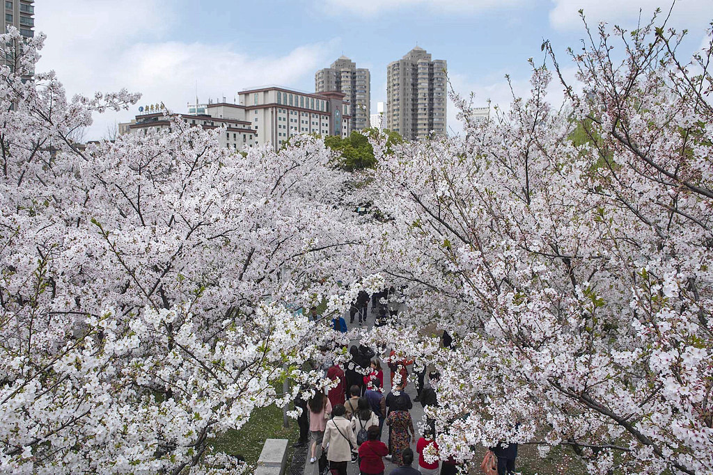 Cherry trees resemble pink clouds in Ningbo