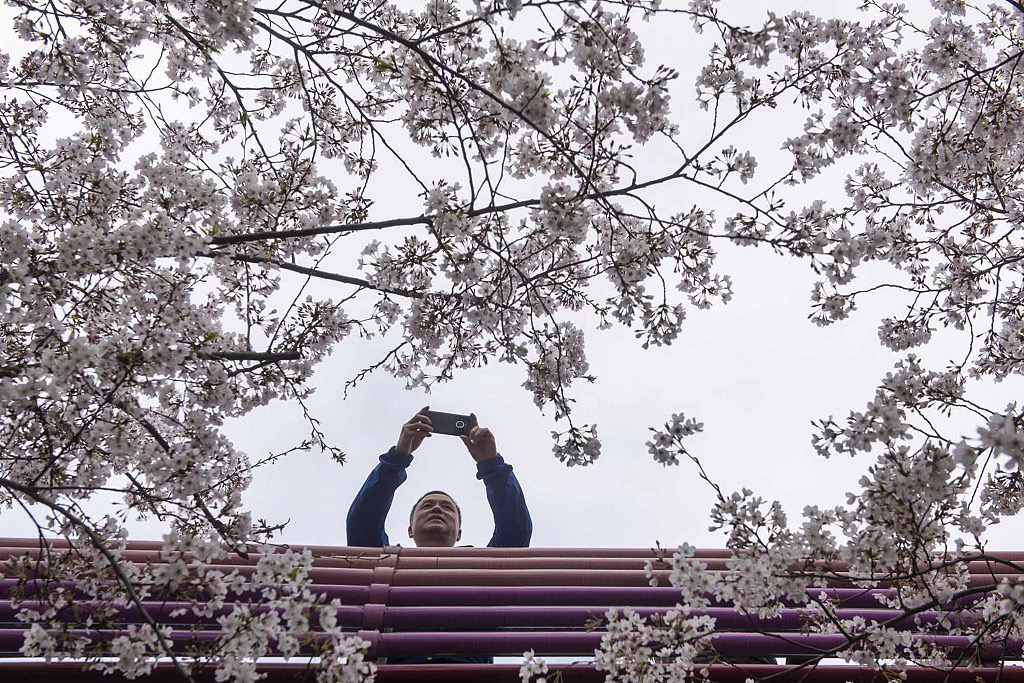 Cherry trees resemble pink clouds in Ningbo