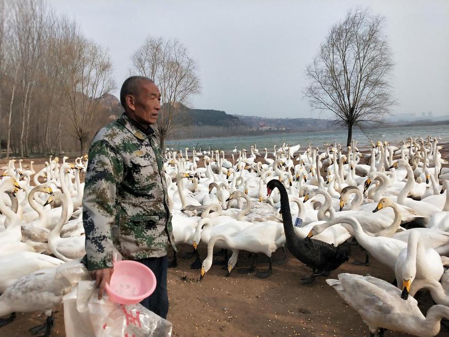'Swan father' waves goodbye to winter flock