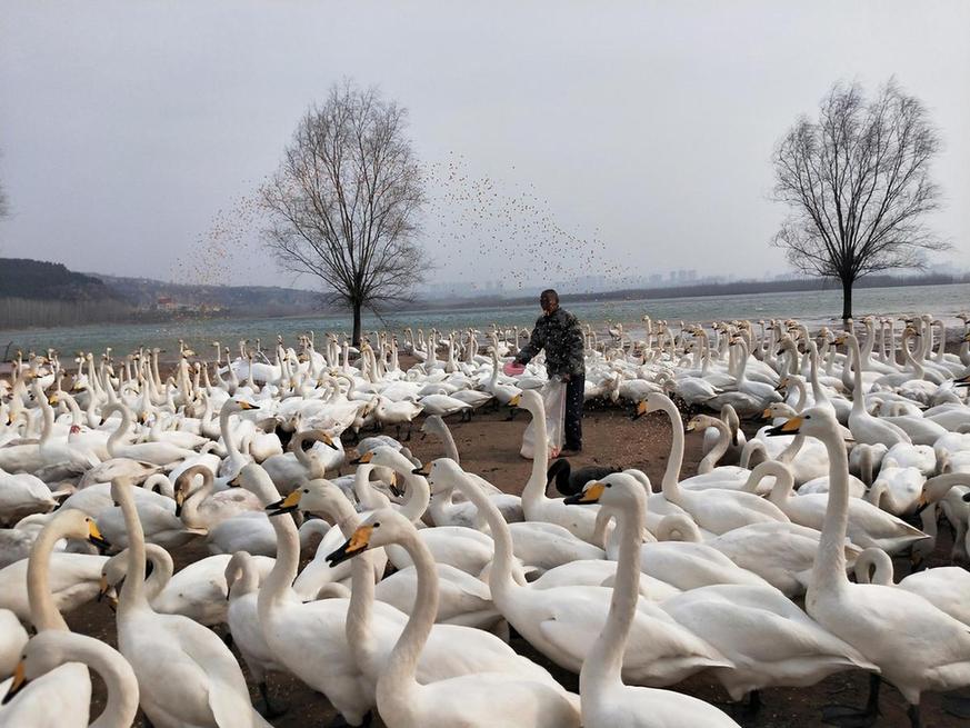 'Swan father' waves goodbye to winter flock