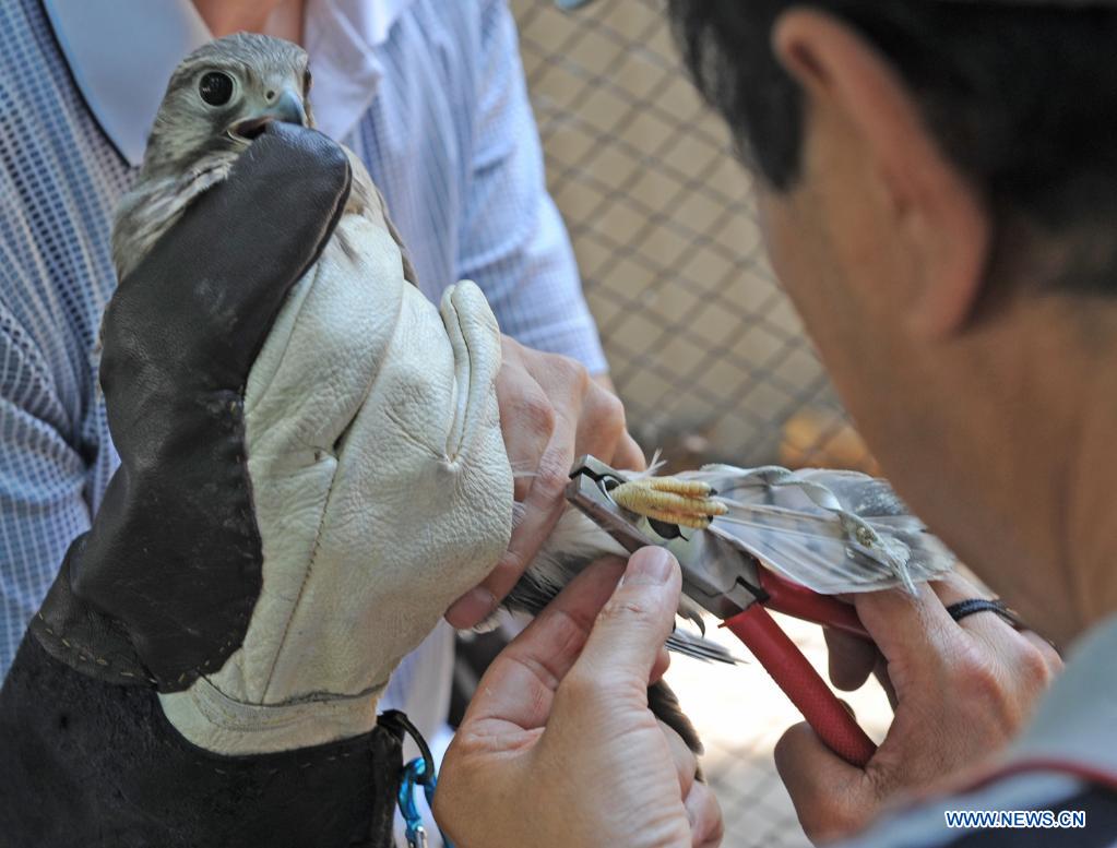 Volunteers help injured birds return to sky