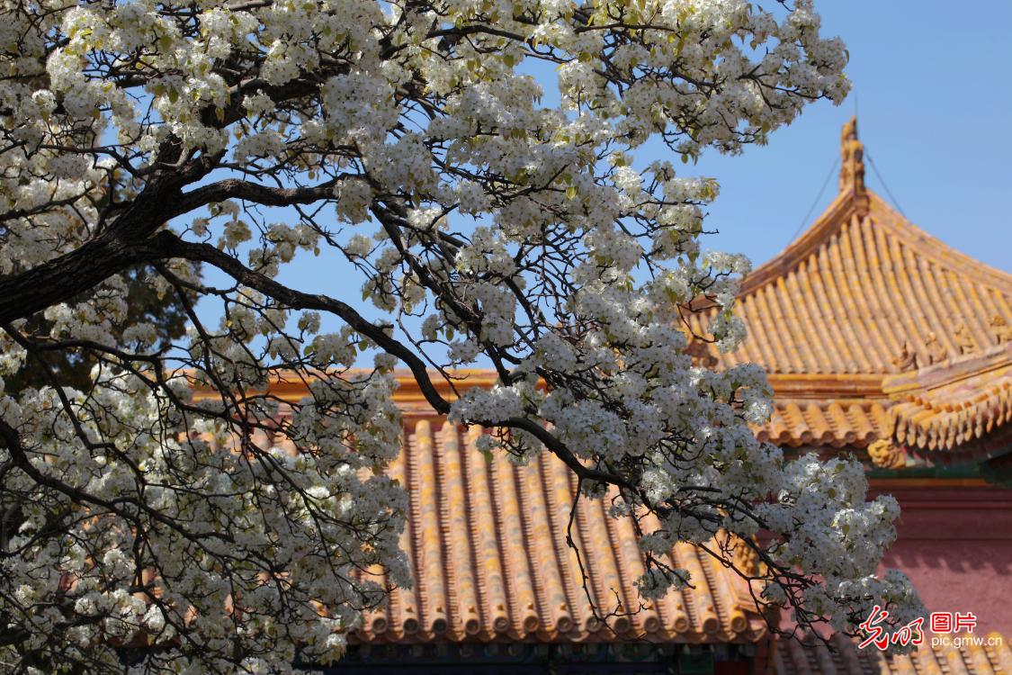 Scenery of pear blossoms in Chengqian palace of the Forbidden City