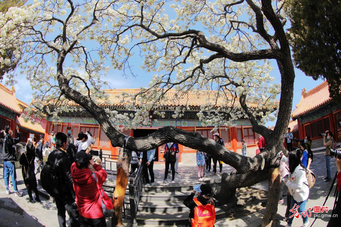 Scenery of pear blossoms in Chengqian palace of the Forbidden City Scenery of pear blossoms in Chengqian palace of the Forbidden City