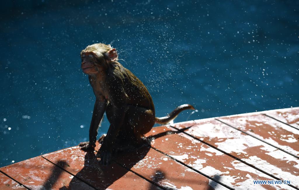 Macaques have fun at Nanwan Monkey Islet in Hainan