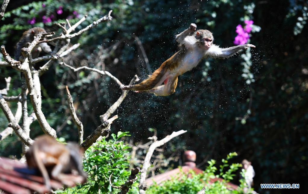 Macaques have fun at Nanwan Monkey Islet in Hainan