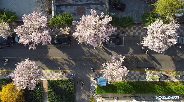 Scenery of flowering Chinese crabapple trees in Tianjin