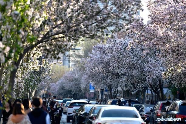 Scenery of flowering Chinese crabapple trees in Tianjin