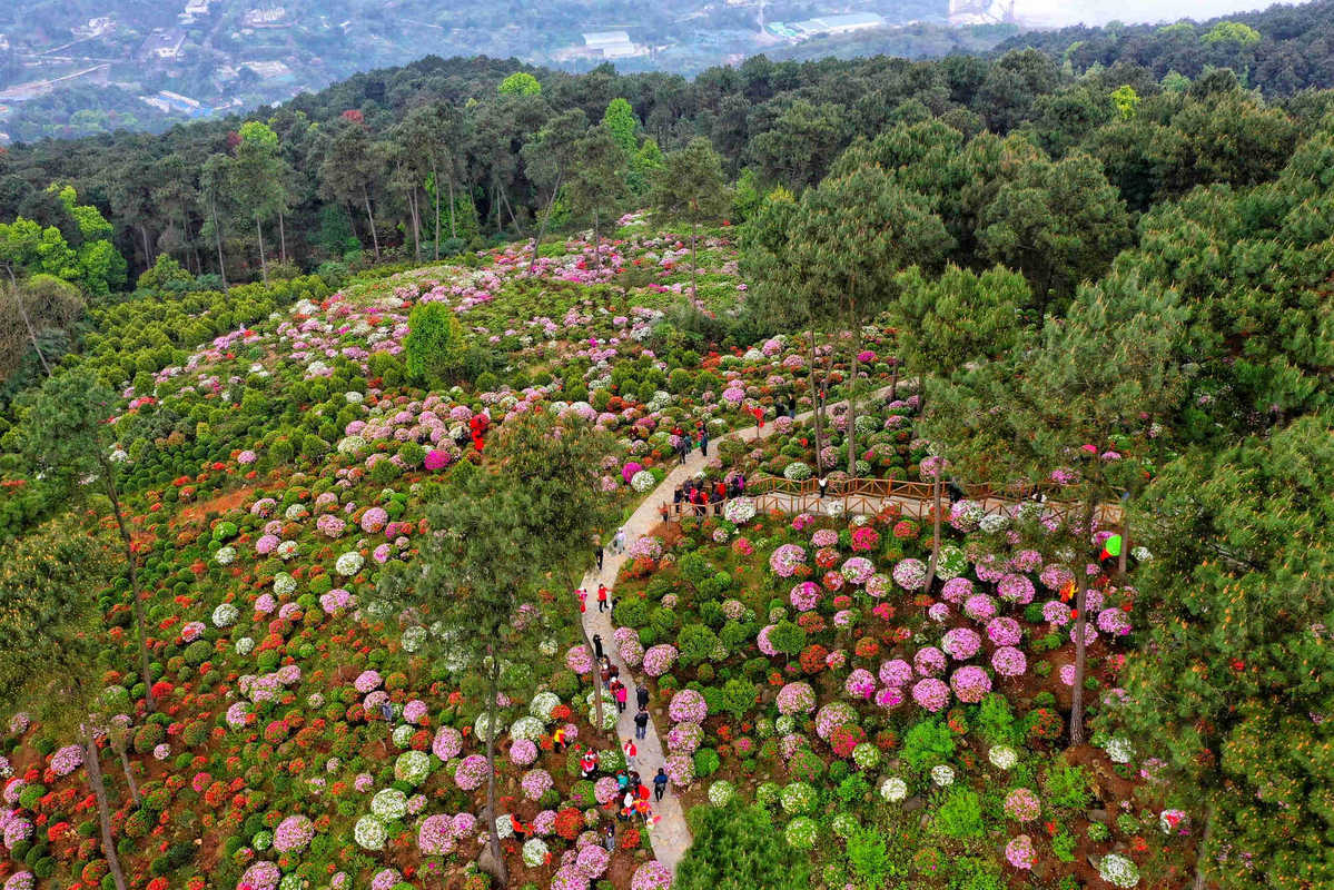 Carpet of azalea blossoms impresses visitors