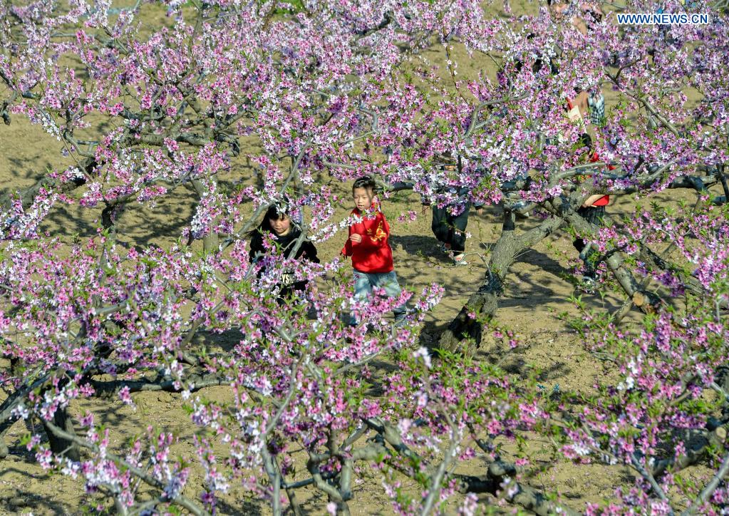 Tourists enjoy flowers at peach garden in Hebei