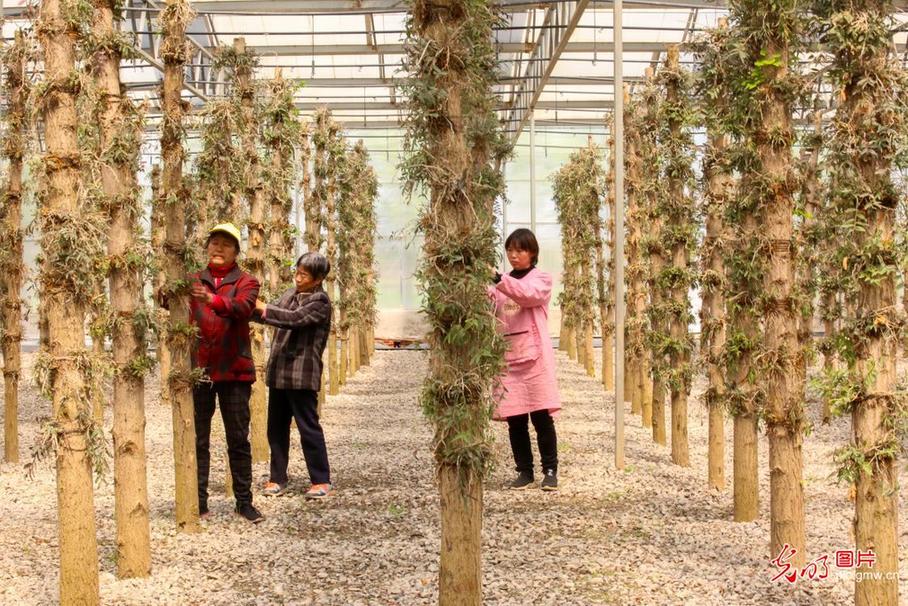Jiangsu Rugao: planting dendrobium creates income