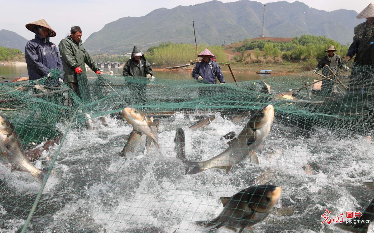 Fisherman enjoy bumper harvest from the river