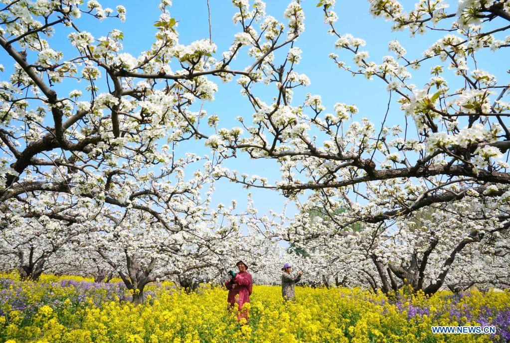 Farmers pollinate pear flowers at pear orchard in north China's Hebei