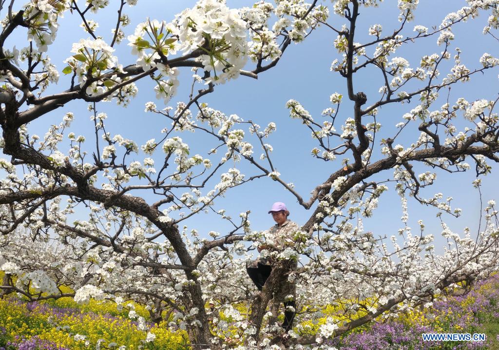 Farmers pollinate pear flowers at pear orchard in north China's Hebei