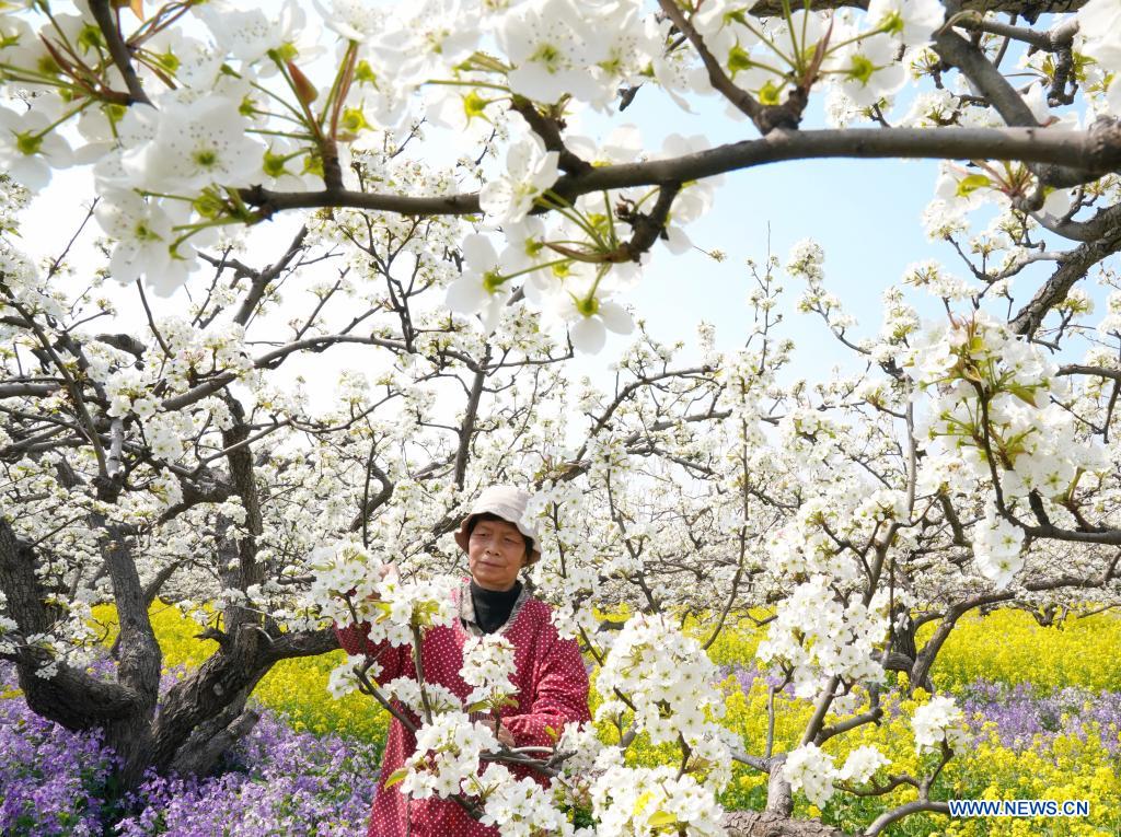 Farmers pollinate pear flowers at pear orchard in north China's Hebei
