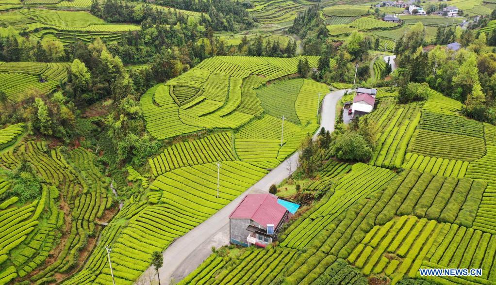 Aerial view of tea gardens in Enshi, central China's Hubei