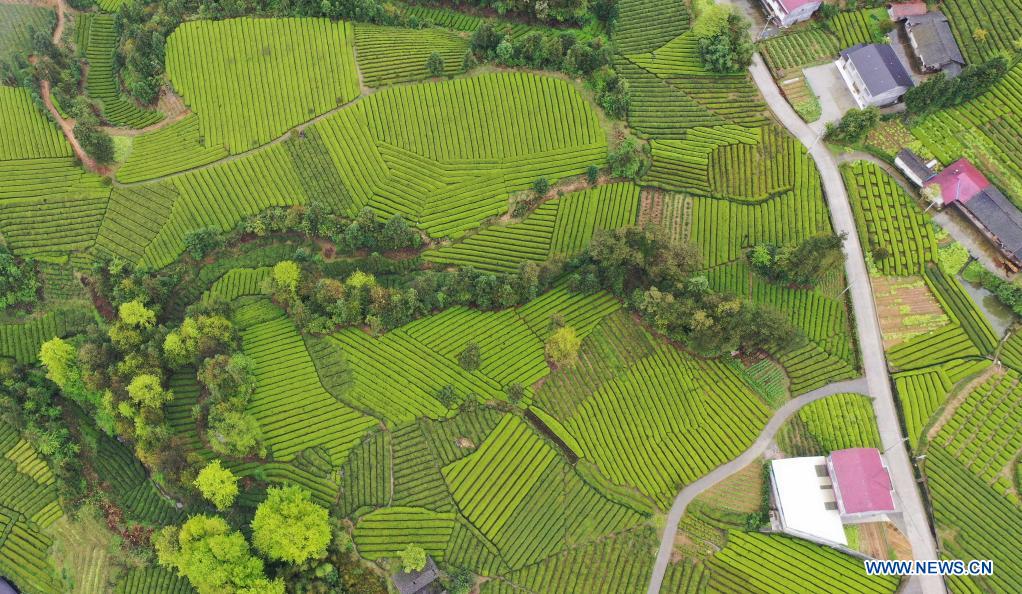 Aerial view of tea gardens in Enshi, central China's Hubei