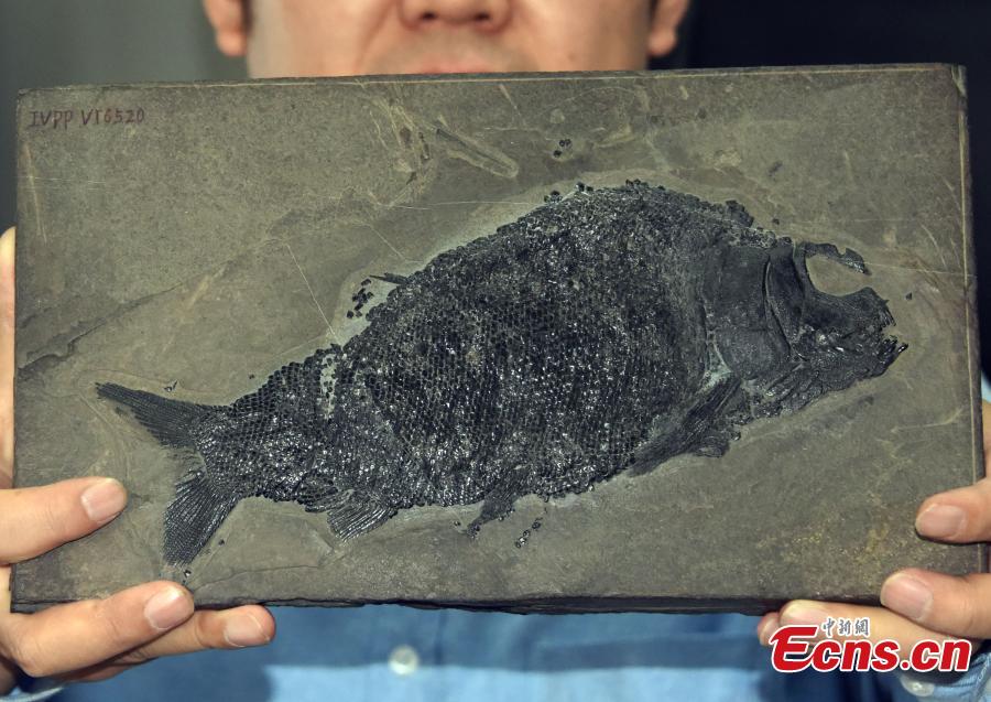 Chinese scientists discover neopterygian fish fossil 244 mln-year ago