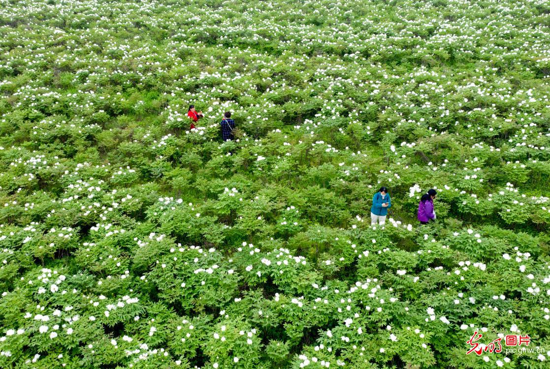 Scenery of scented peony garden in E China's Anhui