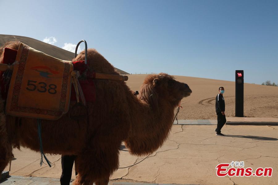 Traffic light for camels debuts in Gansu