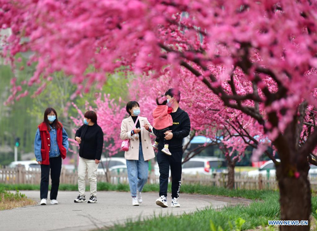 Flowers in full bloom at Huangtaishan Park in Hebei