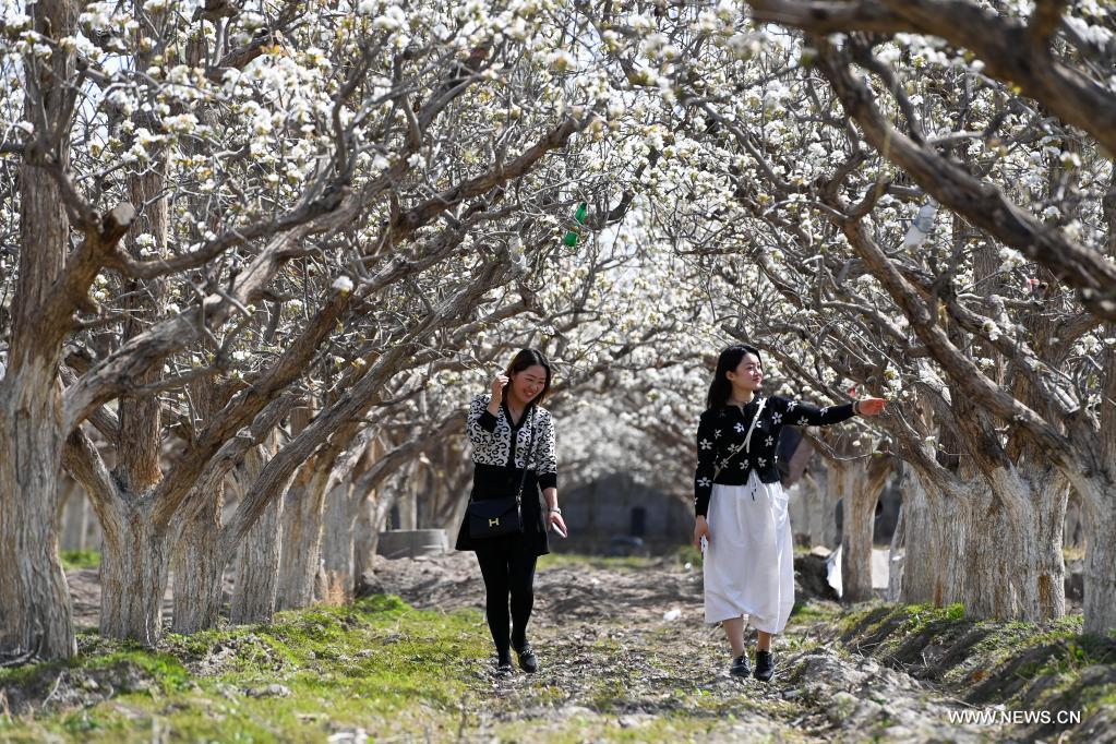 People enjoy blooming pear blossoms in Korla, China's Xinjiang