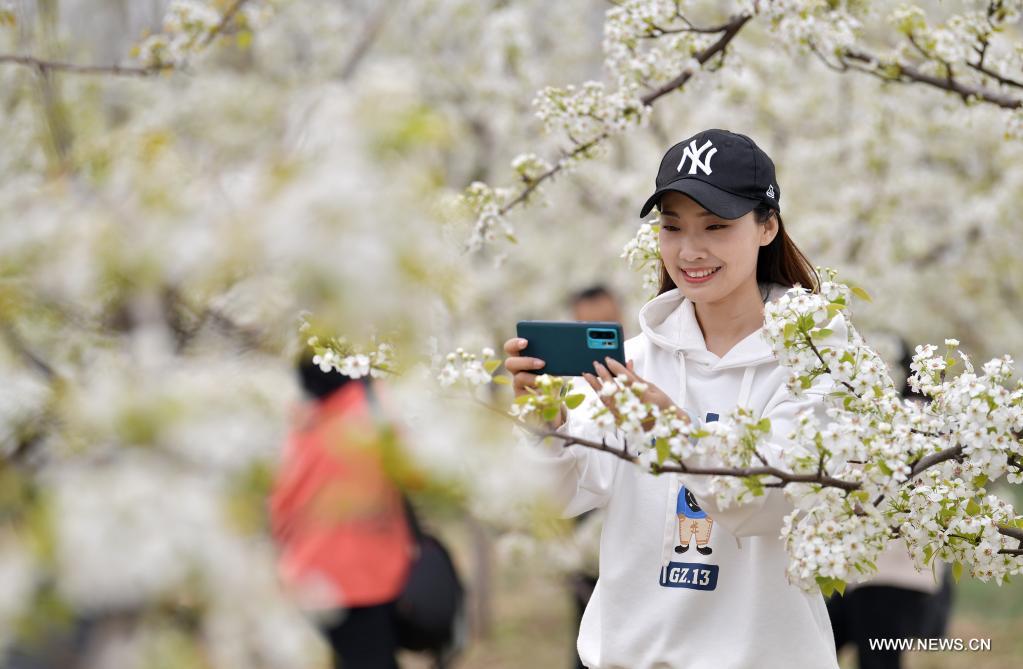 Pear blossom festival kicks off in Qian'an, Hebei