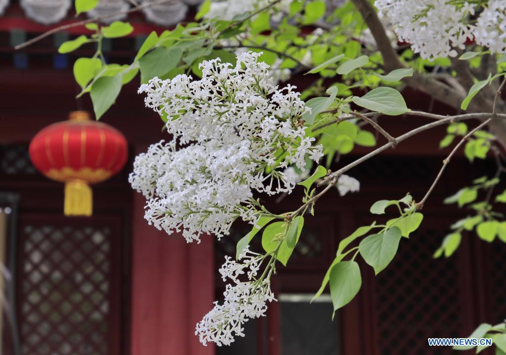 In pics: blooming flowers at temples in Beijing