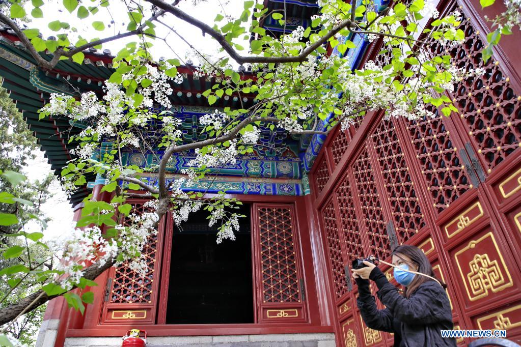 In pics: blooming flowers at temples in Beijing