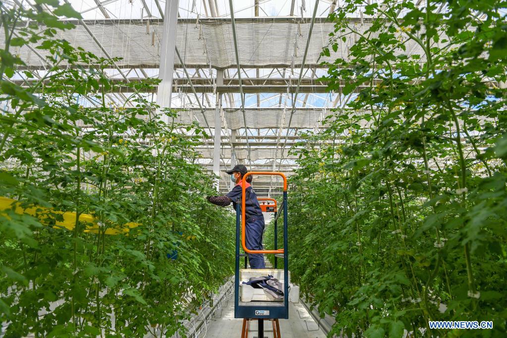 Green house in NE China produces various crops all year round