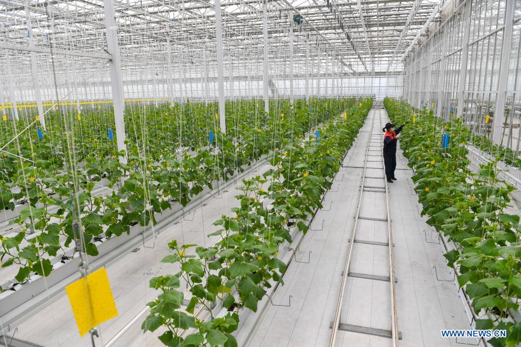 Green house in NE China produces various crops all year round