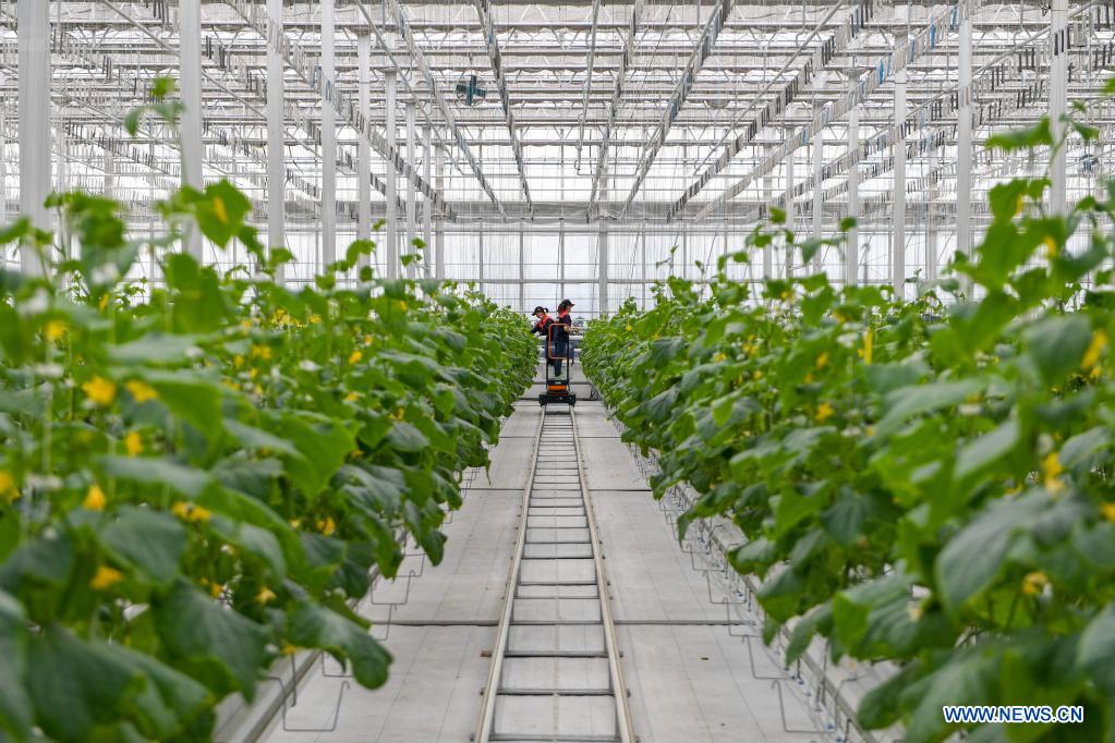 Green house in NE China produces various crops all year round