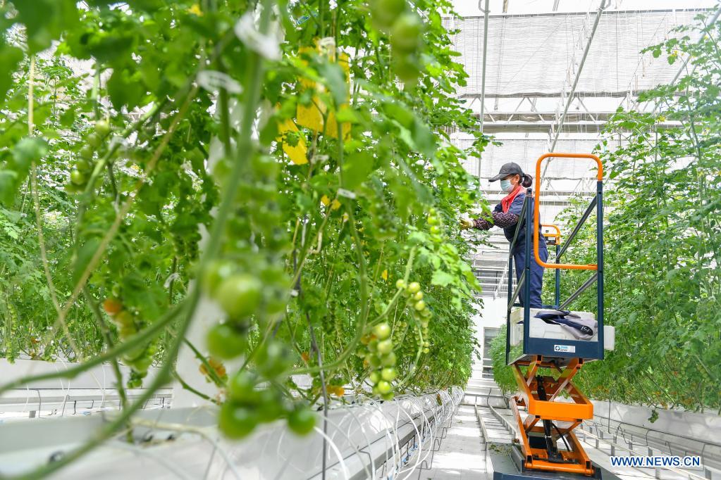 Green house in NE China produces various crops all year round