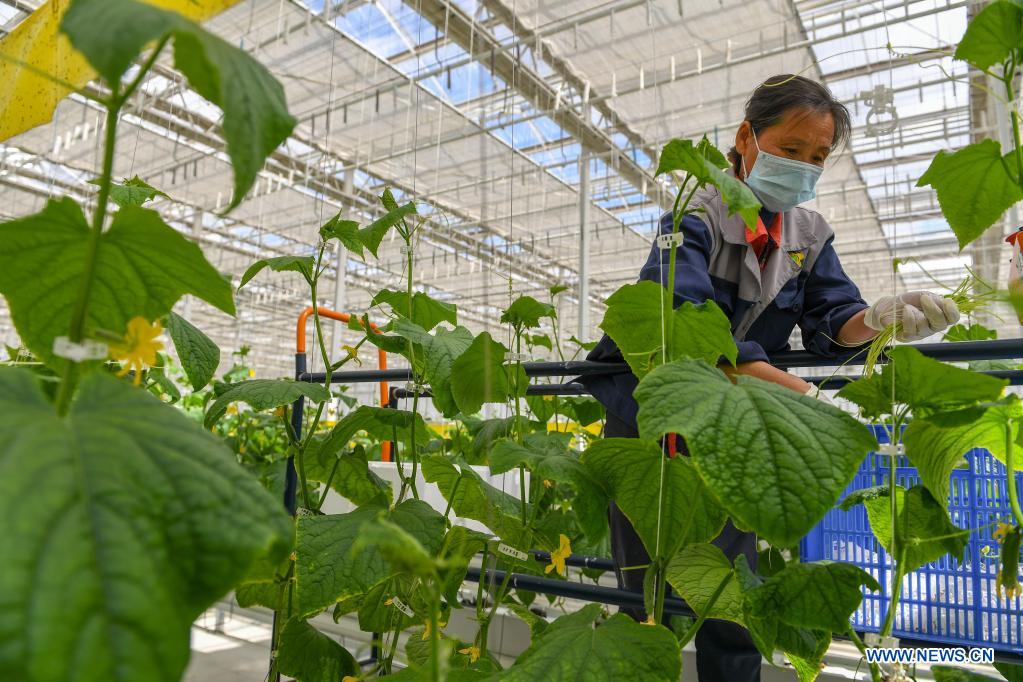 Green house in NE China produces various crops all year round