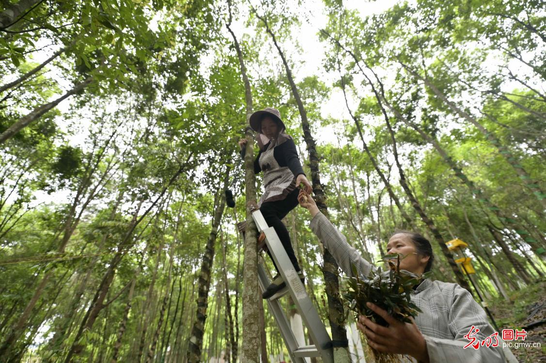 Herbal medicine industry boost rural development in SW China's Guizhou Herbal medicine industry boost rural development in SW China's Guizhou