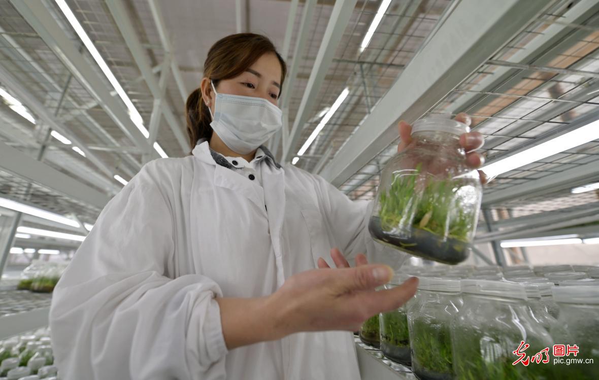 Herbal medicine industry boost rural development in SW China's Guizhou