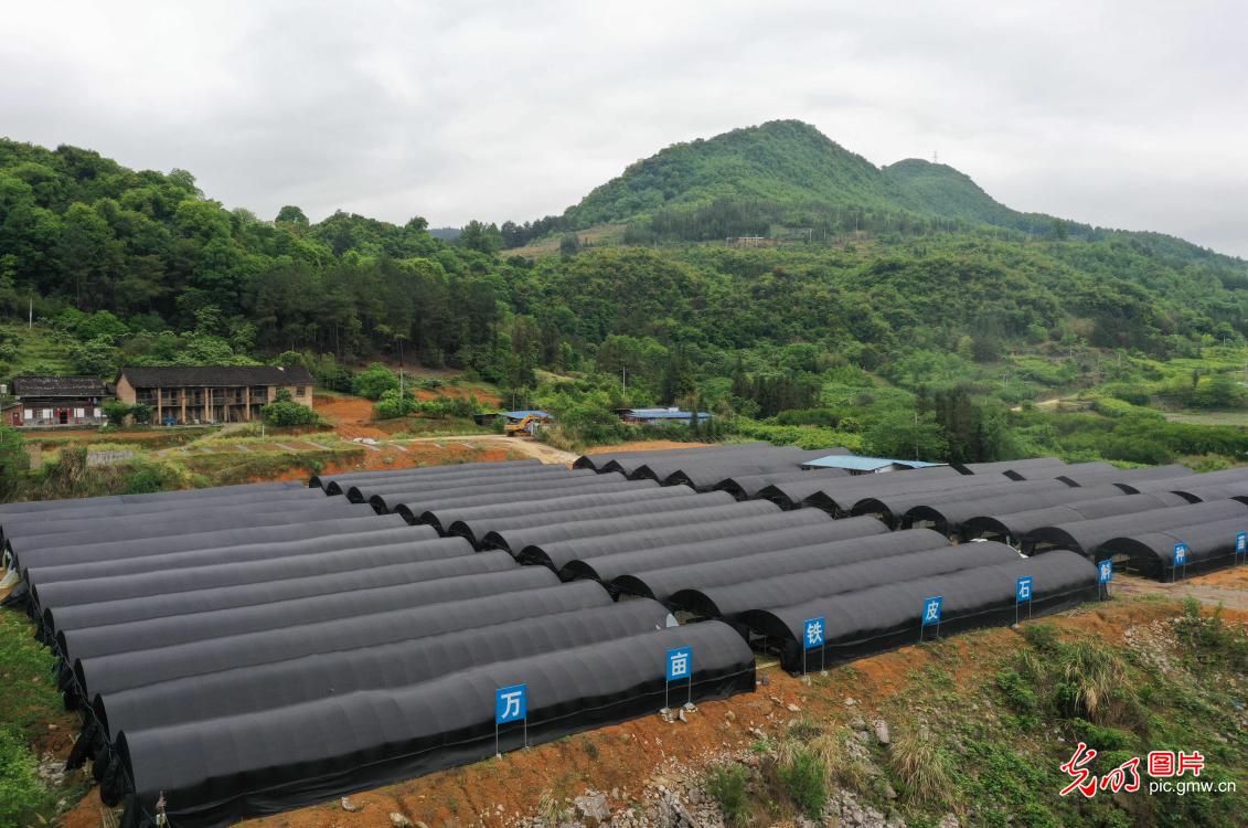 Herbal medicine industry boost rural development in SW China's Guizhou