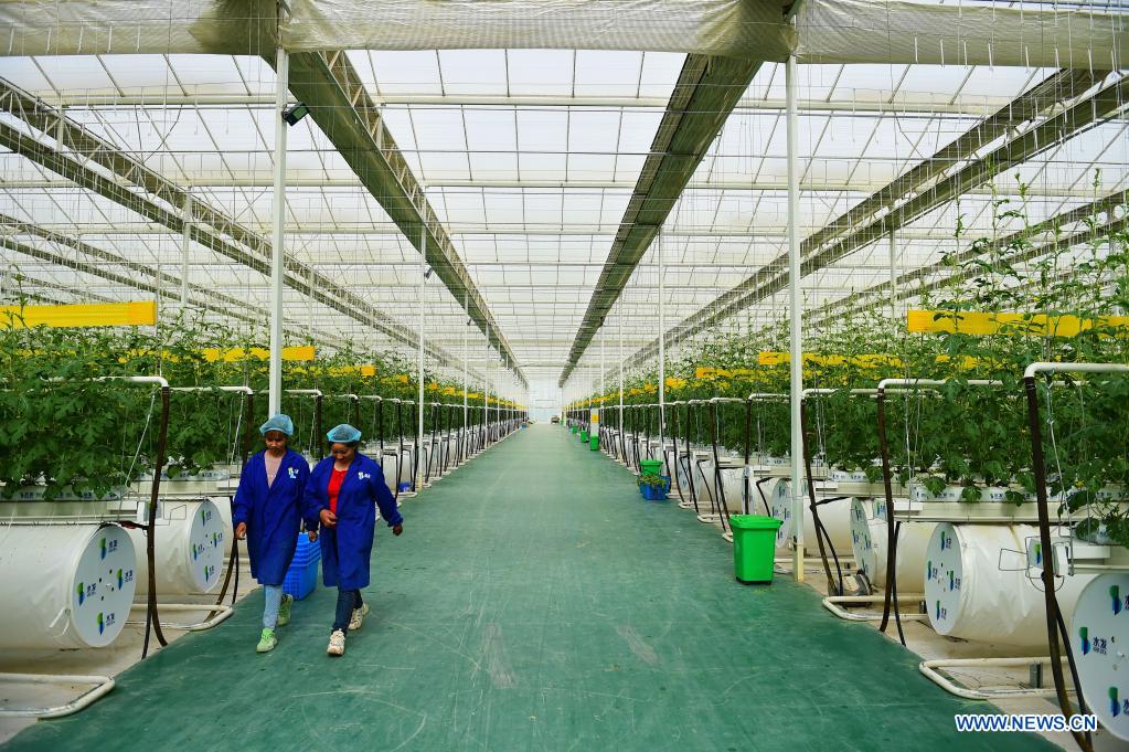 People work in modern vegetable industrial park in Kashgar, Xinjiang