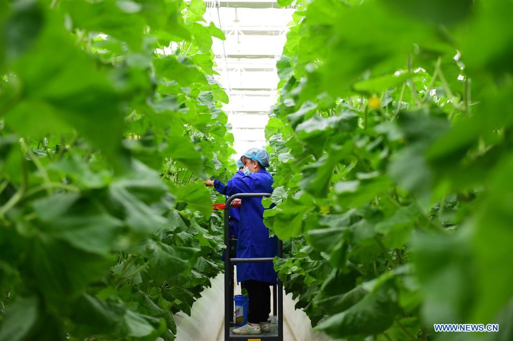 People work in modern vegetable industrial park in Kashgar, Xinjiang