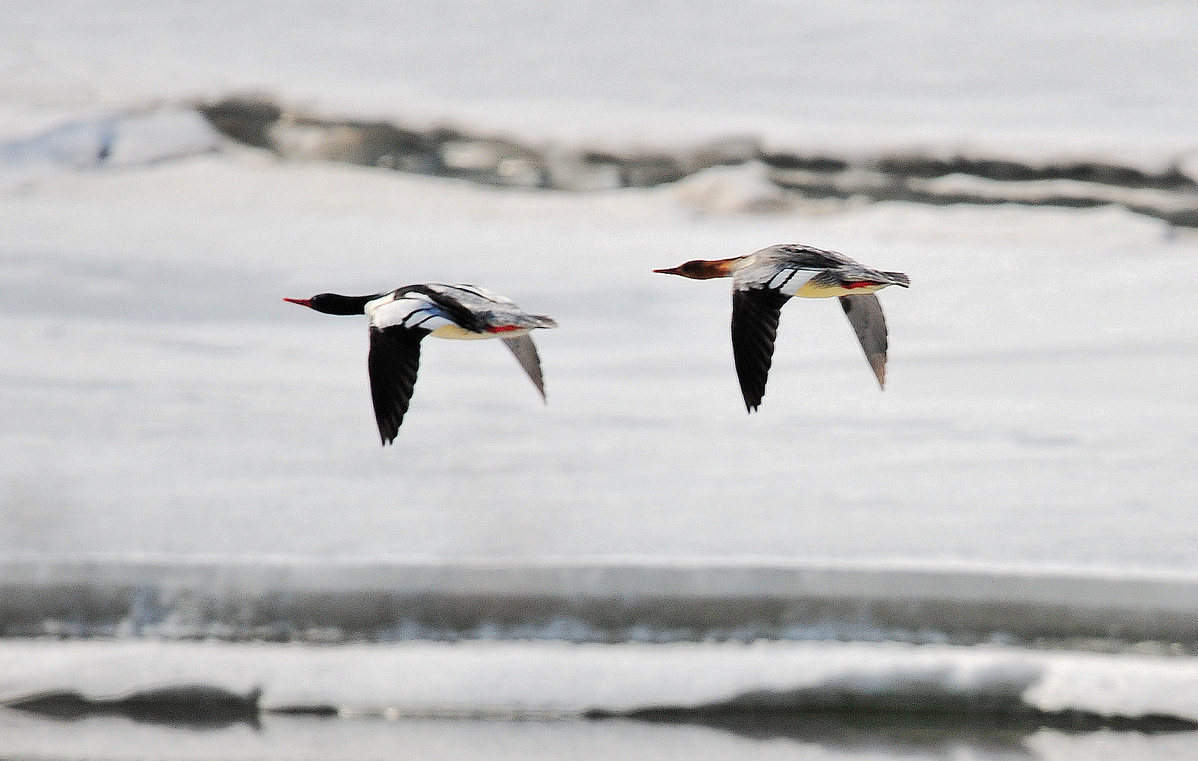 Migratory birds returning to Heilongjiang reserve