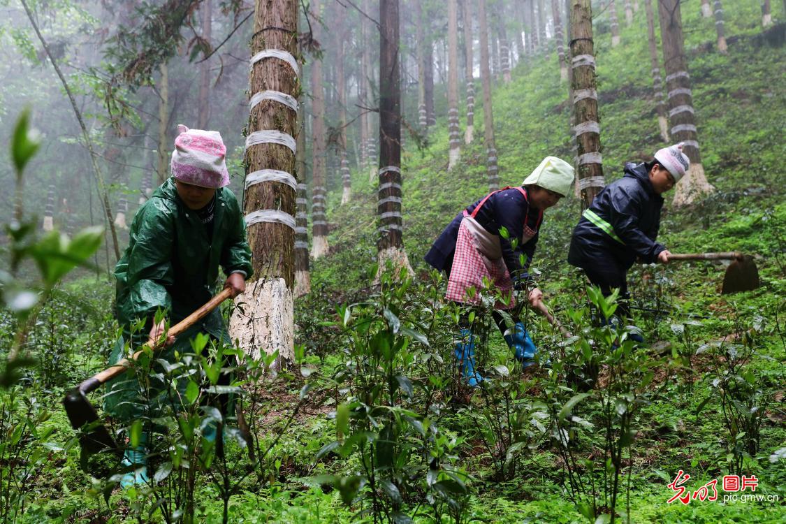 Dendrobium officinale planting base in SW China's Guizhou Province