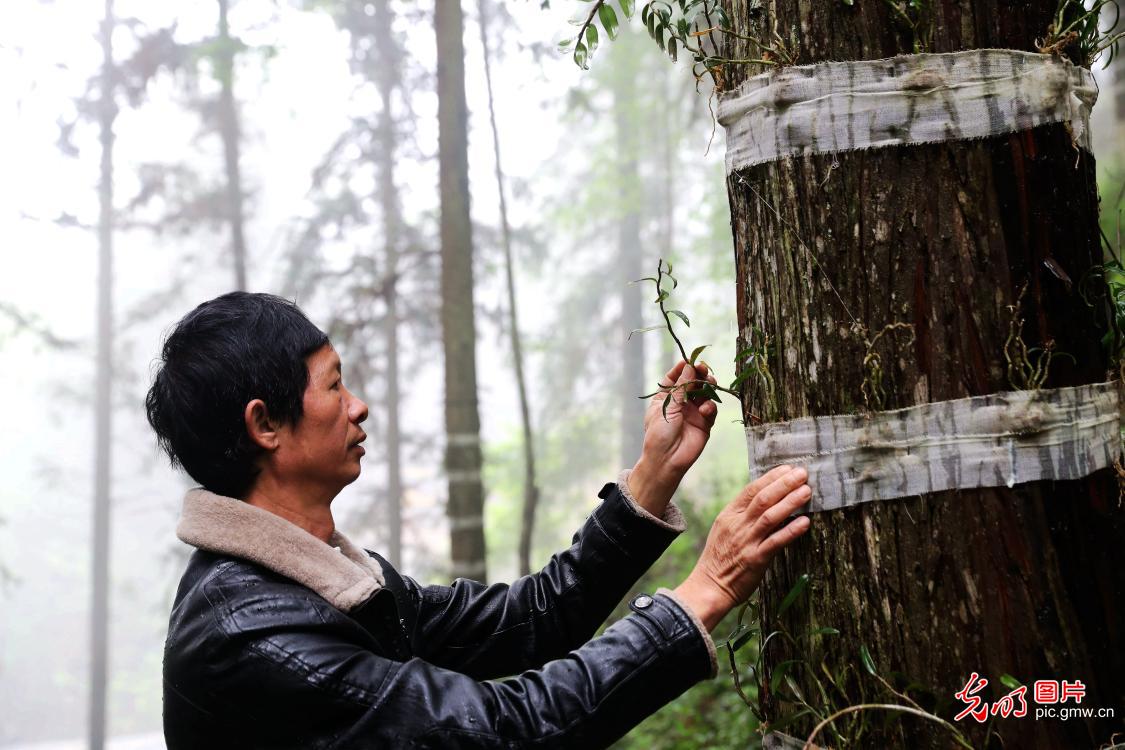 Dendrobium officinale planting base in SW China's Guizhou Province